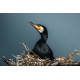 Sony FE 100-400/4.5 GM OSS 